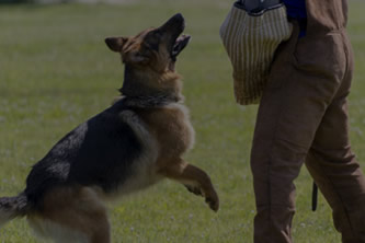 警犬护卫